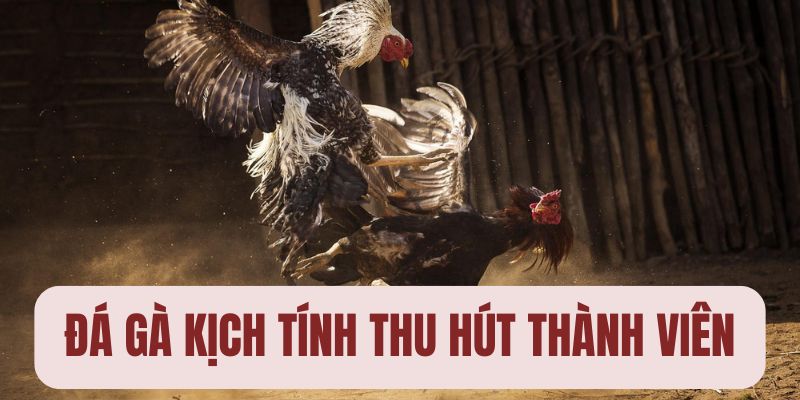 Đá gà trực tuyến kịch tính và luôn chuyên nghiệp