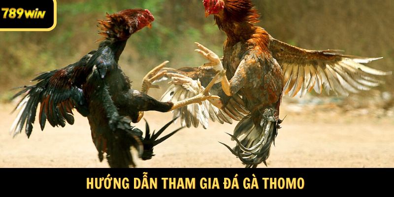 Hướng dẫn tham gia đá gà Thomo 