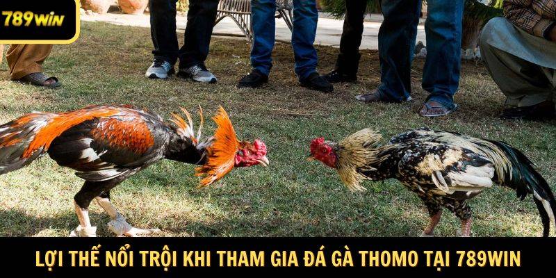 Lợi thế nổi trội khi tham gia đá gà Thomo tại 789Win