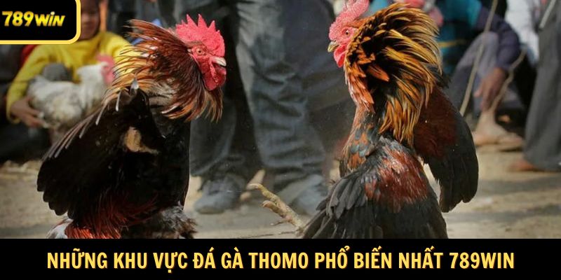 Những khu vực đá gà Thomo phổ biến nhất 789Win