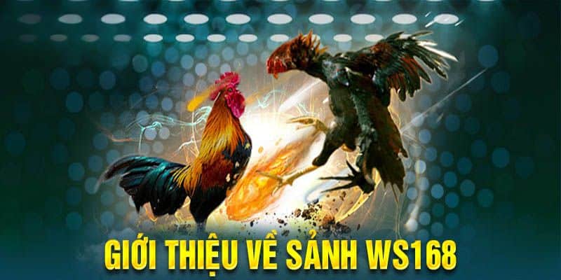 Giới thiệu sảnh đá gà WS168 trên 789Win