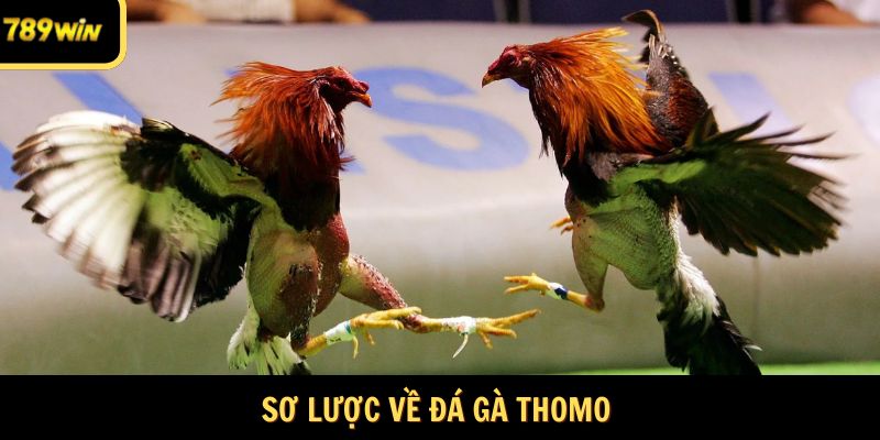 Sơ lược về đá gà Thomo 